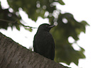 jackdaw