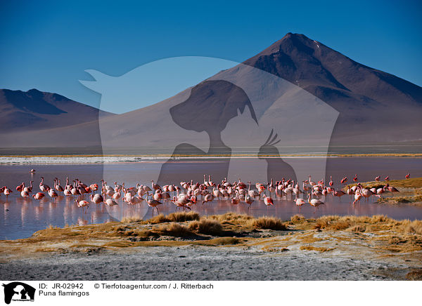 Puna flamingos / JR-02942