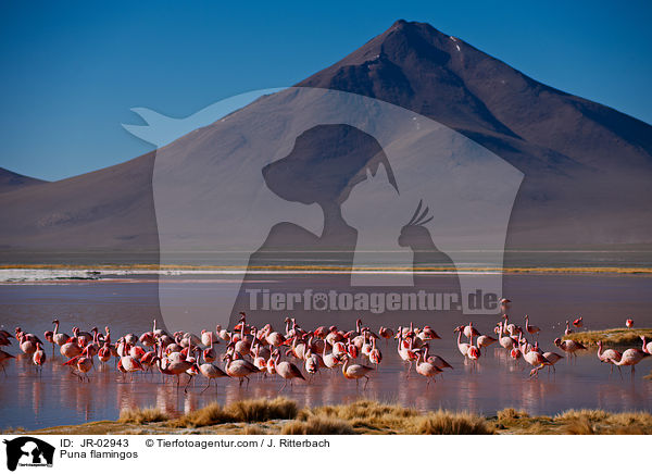 Puna flamingos / JR-02943