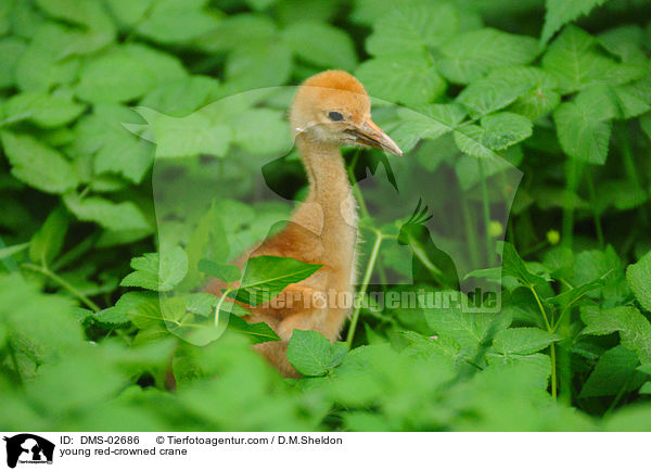 young red-crowned crane / DMS-02686