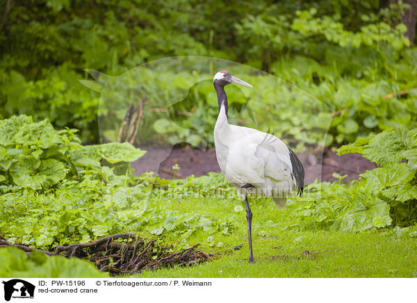 red-crowned crane / PW-15196