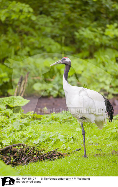 red-crowned crane / PW-15197