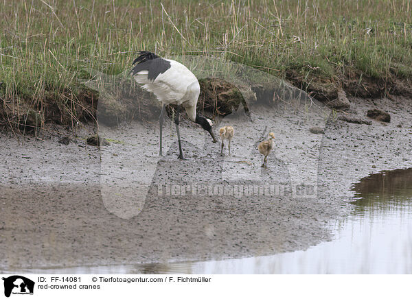 red-crowned cranes / FF-14081