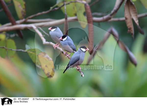 Java finches / FF-06897