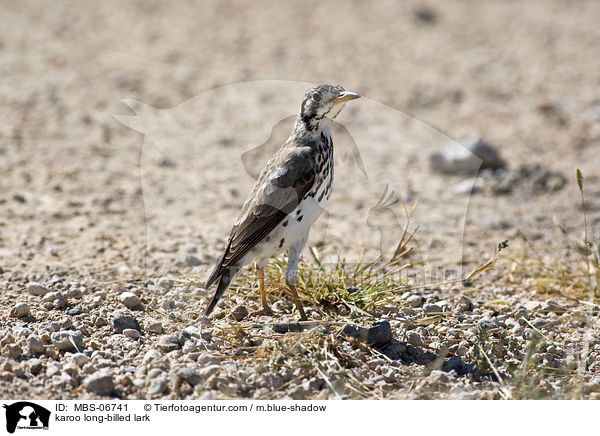 karoo long-billed lark / MBS-06741