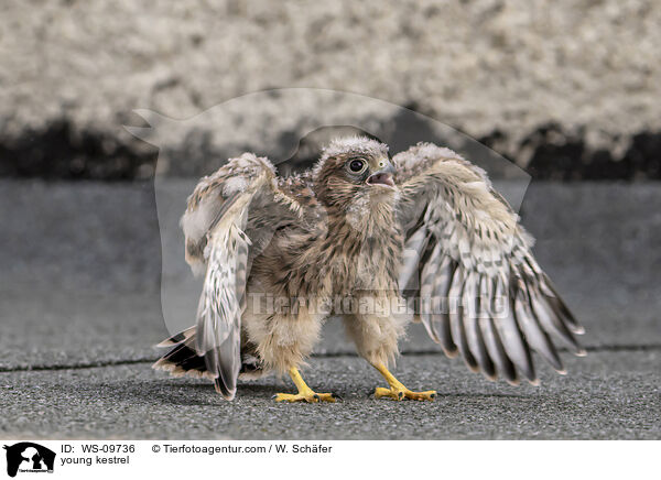 young kestrel / WS-09736