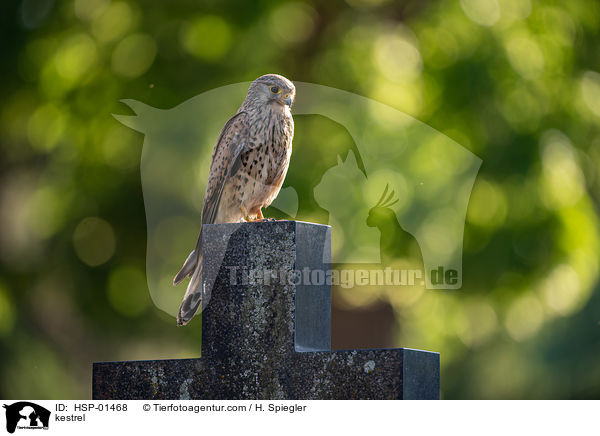 kestrel / HSP-01468