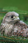 common kestrel