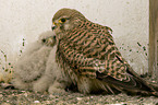 kestrels