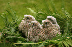 young kestrels