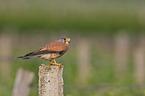 kestrel