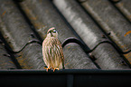 Kestrel sits on roof