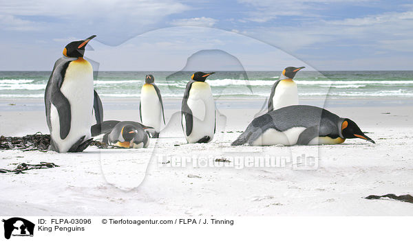 Knigspinguine / King Penguins / FLPA-03096