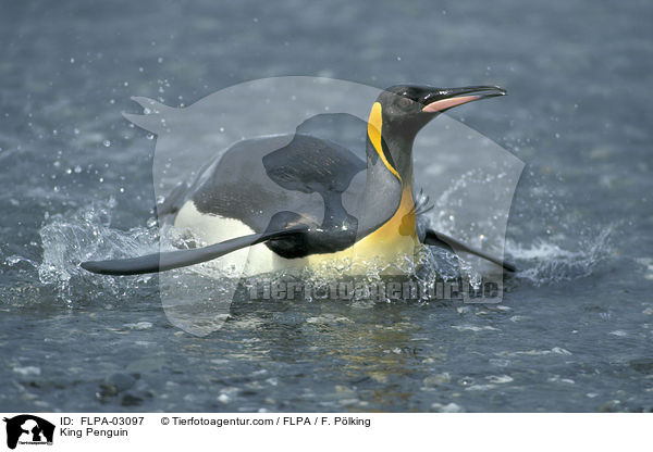 King Penguin / FLPA-03097