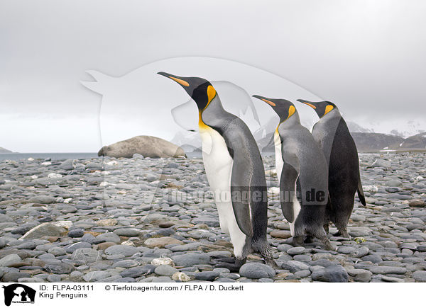 King Penguins / FLPA-03111