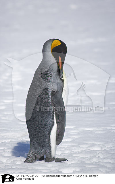 King Penguin / FLPA-03120