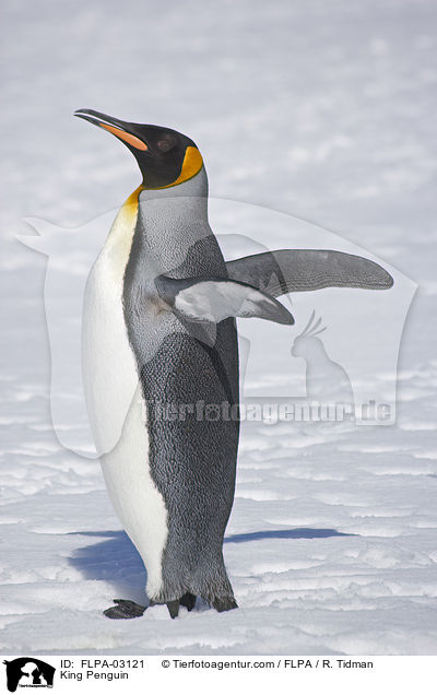 King Penguin / FLPA-03121