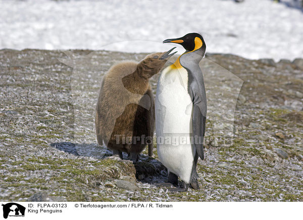 King Penguins / FLPA-03123