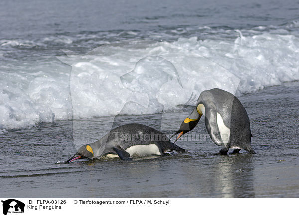 King Penguins / FLPA-03126