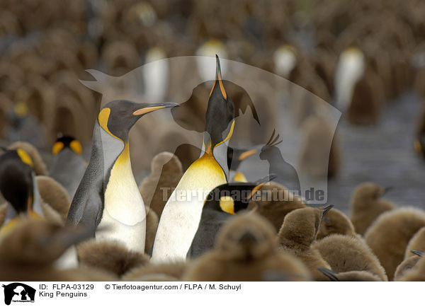 King Penguins / FLPA-03129