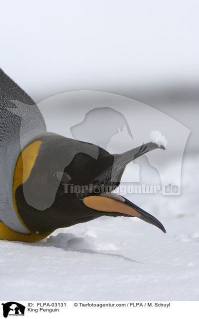 King Penguin / FLPA-03131