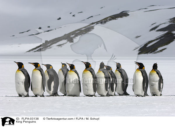 King Penguins / FLPA-03138