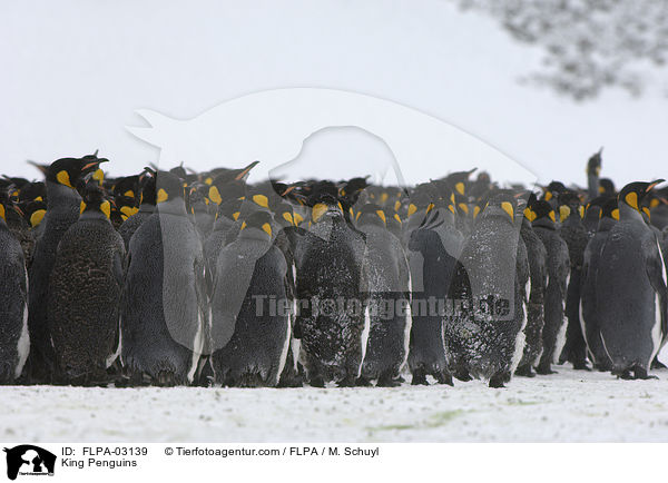 King Penguins / FLPA-03139