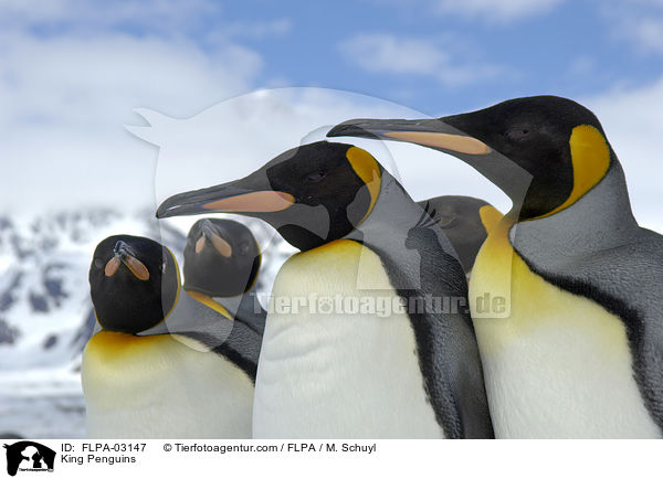 King Penguins / FLPA-03147
