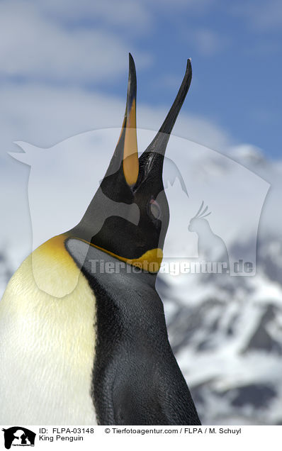 King Penguin / FLPA-03148