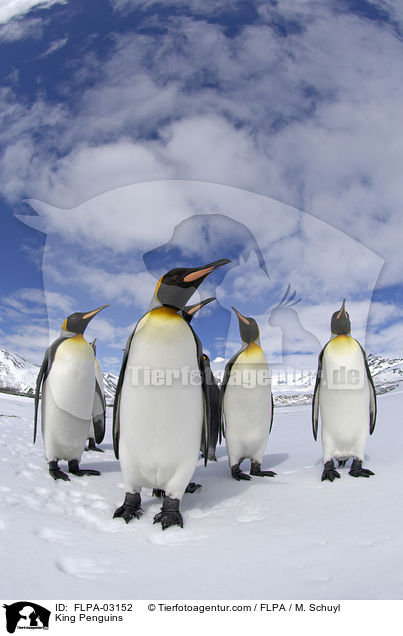 King Penguins / FLPA-03152
