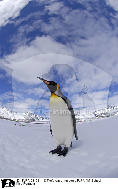 King Penguin / FLPA-03153