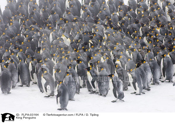 King Penguins / FLPA-03164