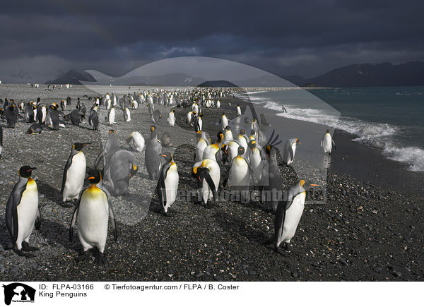 King Penguins / FLPA-03166