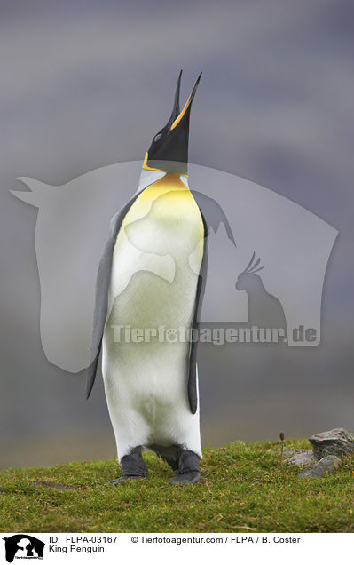 King Penguin / FLPA-03167