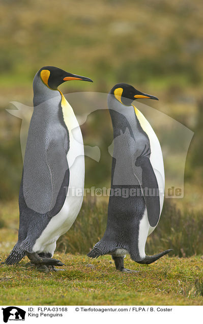 King Penguins / FLPA-03168
