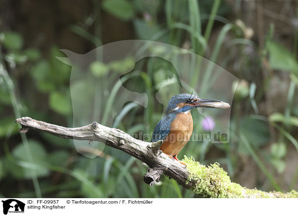 sitting Kingfisher / FF-09957