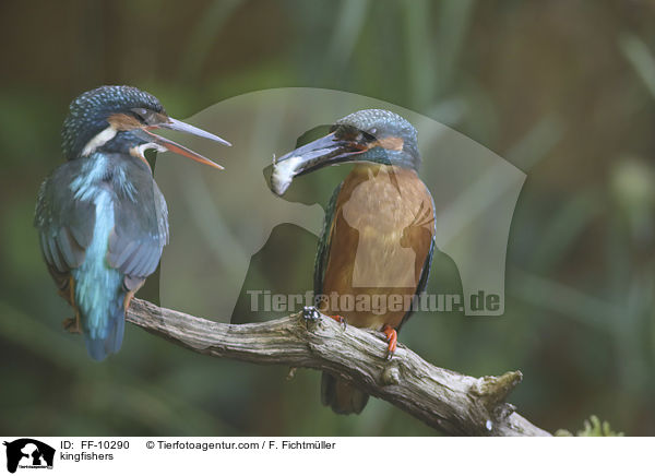 kingfishers / FF-10290