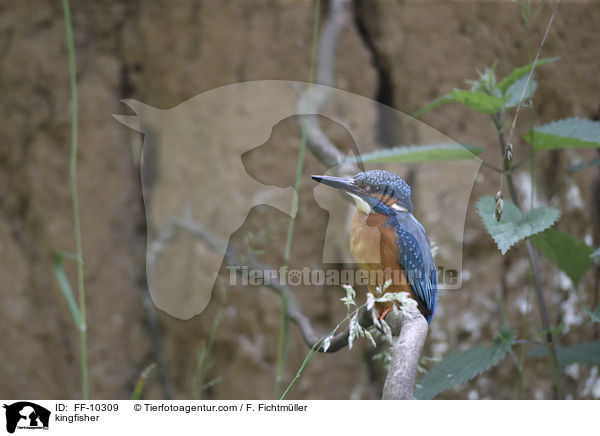 kingfisher / FF-10309