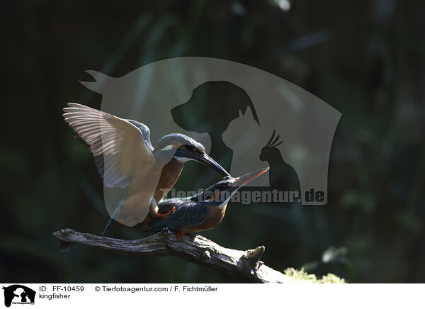 kingfisher / FF-10459
