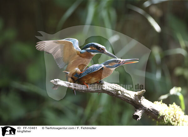 kingfisher / FF-10461