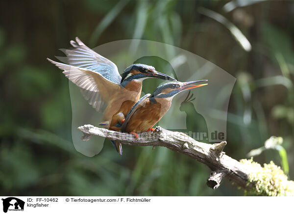 kingfisher / FF-10462