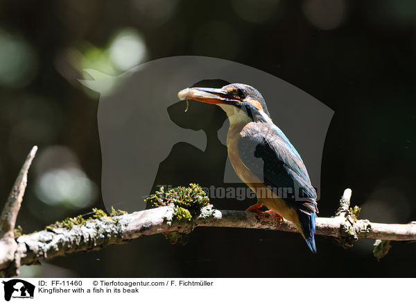 Kingfisher with a fish in its beak / FF-11460