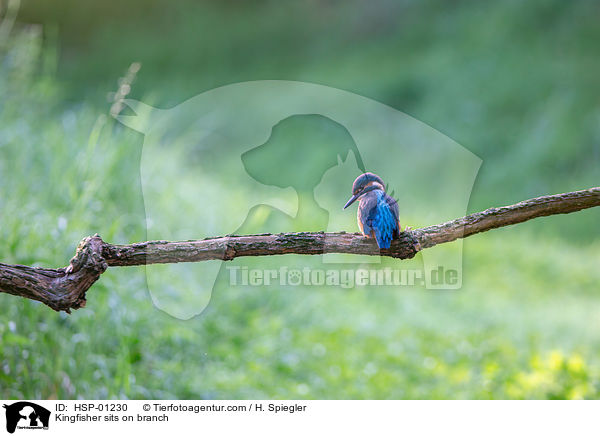 Kingfisher sits on branch / HSP-01230