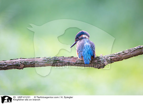 Kingfisher sits on branch / HSP-01231