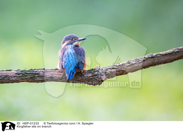 Kingfisher sits on branch / HSP-01232