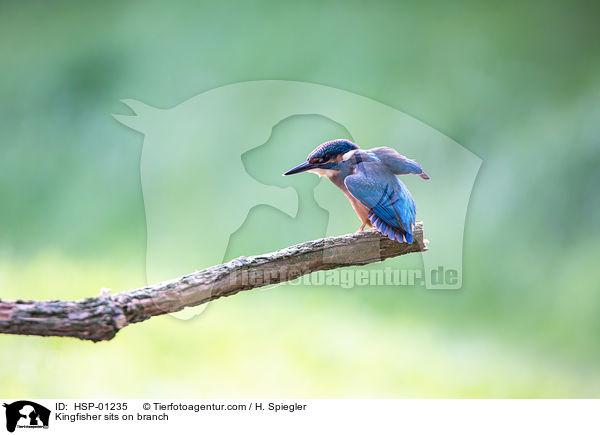 Kingfisher sits on branch / HSP-01235