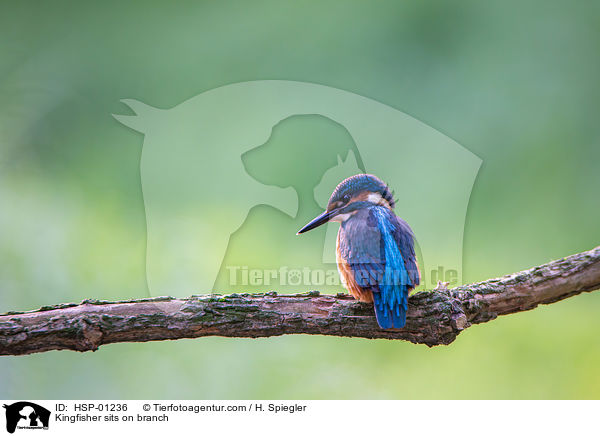 Kingfisher sits on branch / HSP-01236