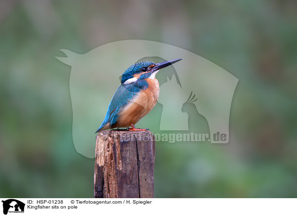 Kingfisher sits on pole / HSP-01238