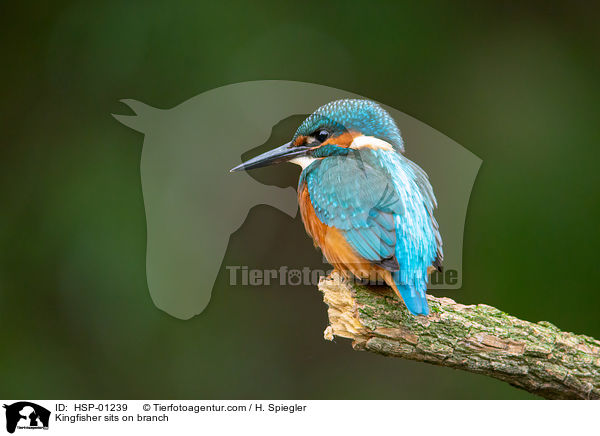 Kingfisher sits on branch / HSP-01239
