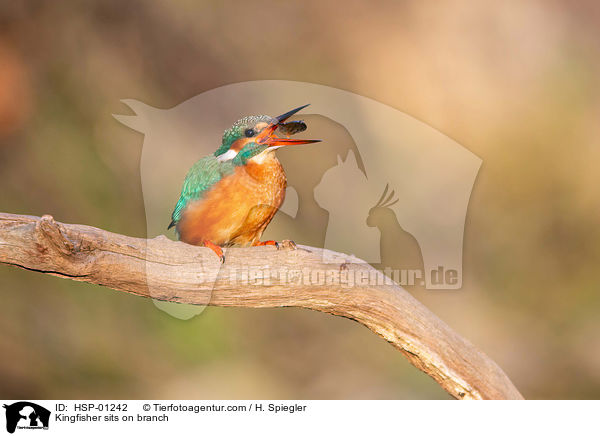 Kingfisher sits on branch / HSP-01242